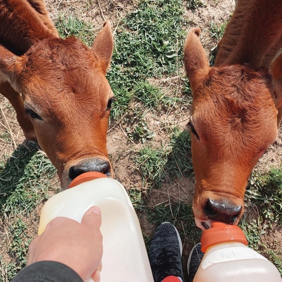 Help Rescue Animals!🐈‍⬛💜 MisfitsCoven Logo Unisex T-Shirts🔮🐾Inclusive Sizing - Picture 3 of 11
